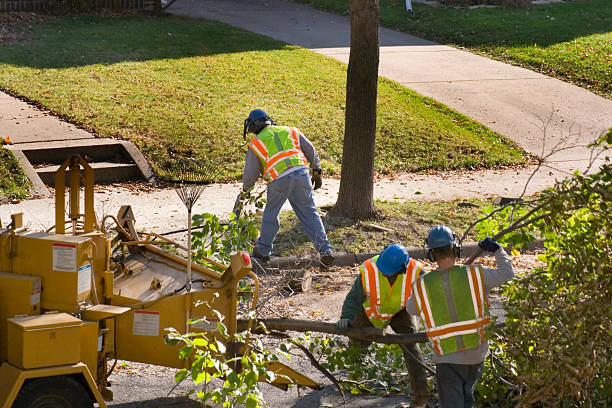 Lawn Pest Prevention in Reliez Valley, CA